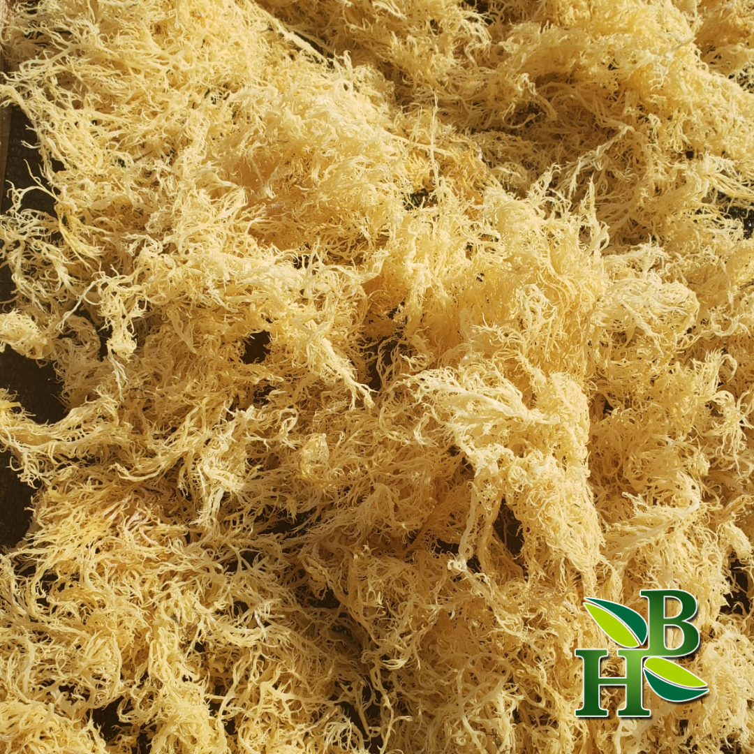 Herb To Body - Gold Irish Sea Moss | Premium Quality St Lucia